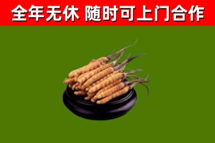 张店回收散虫草